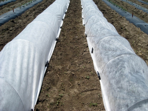 how-to-cover-vegetable-garden-for-frost-using-row-covers-to-protect